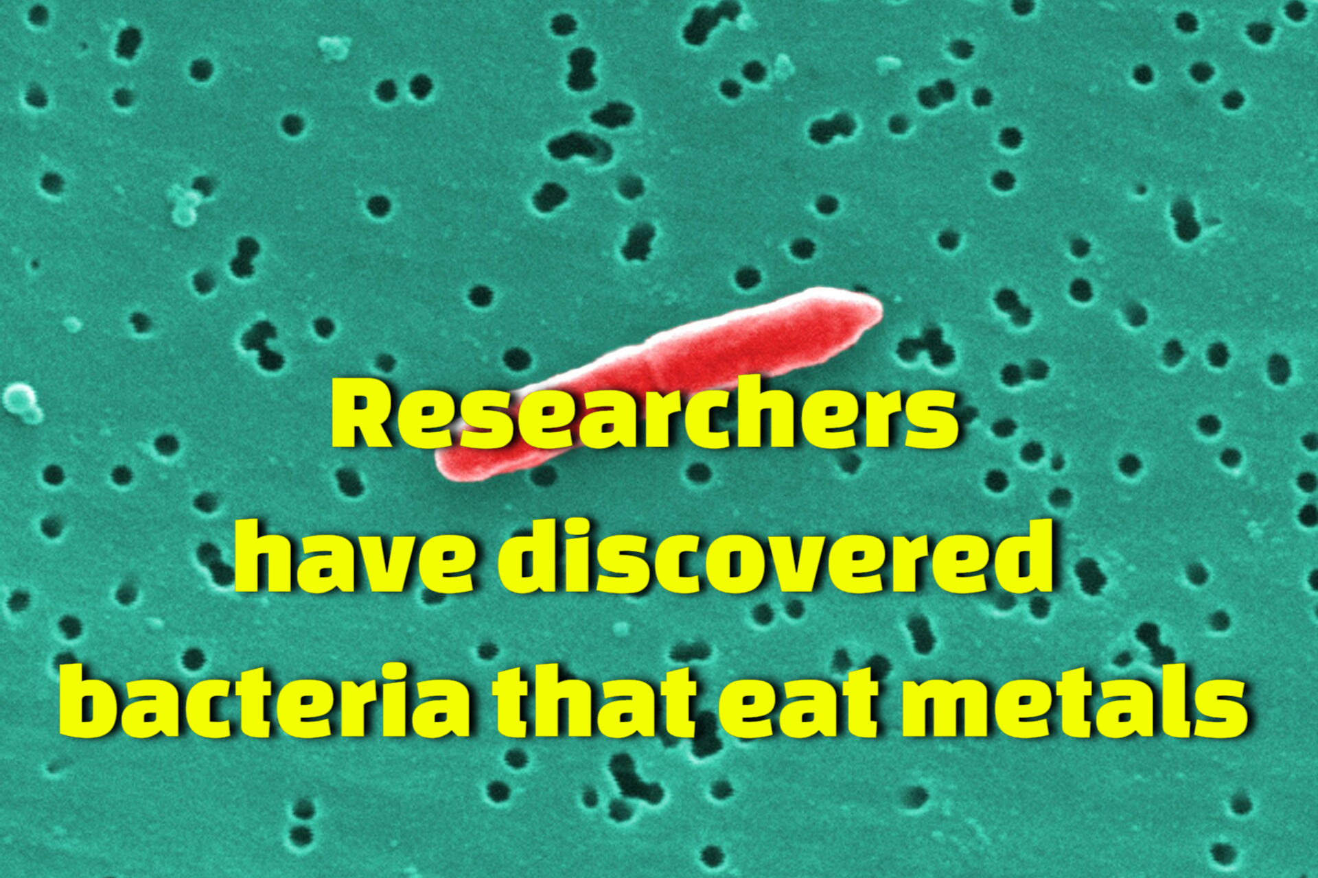 Researchers at Banaras Hindu University have discovered new bacteria that eat metal